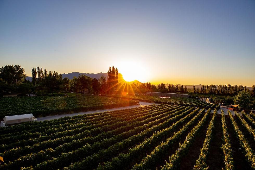 Sunset Alyan Family Wines — Fotos 2